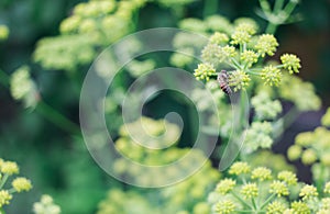 Bee polinating flower