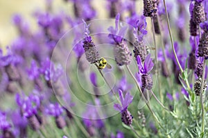 Bee Polinating Lavender Flowers