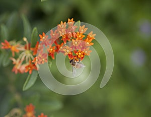 Bee Polinating an Orange Flower