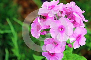 Bee polinating purple flower