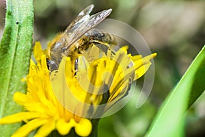 Bee polinating on a yellow flower in the garden