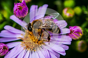 Miel de abeja sobre el púrpura 