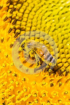 Bee and pollen