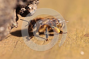 A bee with pollen