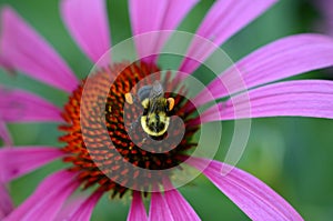 Bee with pollen basket on hind legs on coneflower head