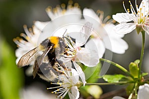 Bee with pollen on cherry flowers, bright sunny spring day