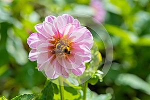 Bee on pollen of chrysanthemum flower.