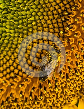 Bee in pollen gathers honey on sunflower, macro