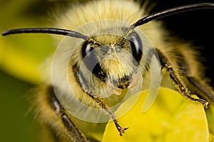 Bee with pollen on head