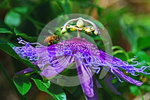 Bee gathering nectar from a  purple passion vine flower