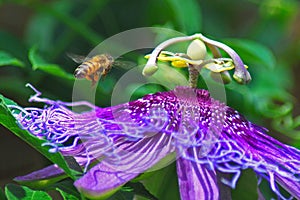 Bee and purple passion vine flower