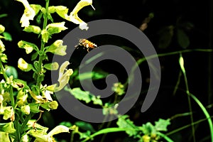 Bee with pollen load flying to sticky sage blossom