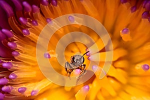 bee is on pollen of lotus.