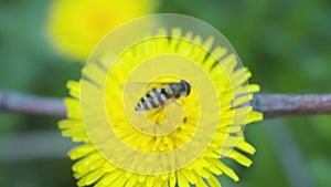 Bee and pollen this macro shot shows a bee collecting pollen on a spring flower