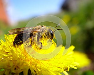 Bee and pollen