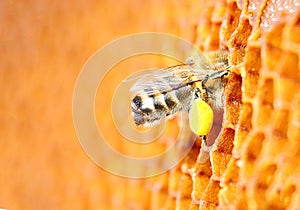 Bee pollen packs in the cell. Honeycomb