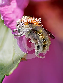 Bee pollen plated