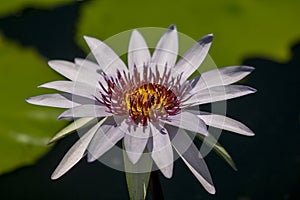 The bee is on the pollen of the purple lotus.
