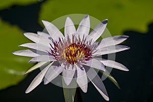 The bee is on the pollen of the purple lotus.