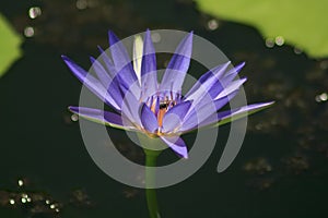 The bee is on the pollen of the purple lotus.