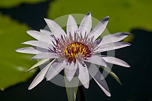 The bee is on the pollen of the purple lotus.