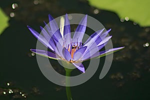 The bee is on the pollen of the purple lotus.