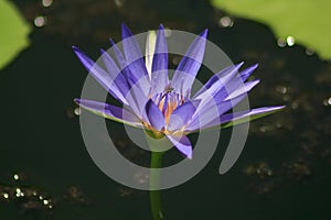 The bee is on the pollen of the purple lotus.