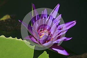 The bee is on the pollen of the purple lotus.