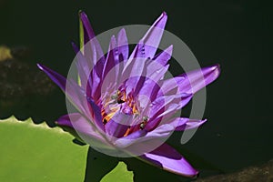 The bee is on the pollen of the purple lotus.