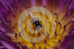 The bee is on the pollen of the purple lotus.