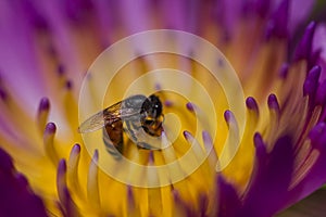 The bee is on the pollen of the purple lotus.