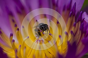 The bee is on the pollen of the purple lotus.