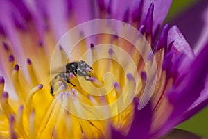 The bee is on the pollen of the purple lotus.