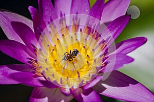 The bee is on the pollen of the purple lotus.