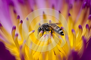 The bee is on the pollen of the purple lotus.