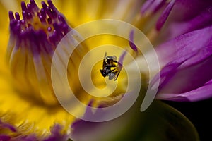 The bee is on the pollen of the purple lotus.