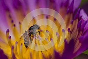 The bee is on the pollen of the purple lotus.