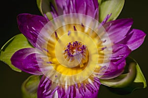 The bee is on the pollen of the purple lotus.