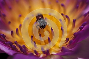 The bee is on the pollen of the purple lotus.