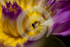 The bee is on the pollen of the purple lotus.