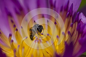 The bee is on the pollen of the purple lotus.