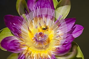 The bee is on the pollen of the purple lotus.