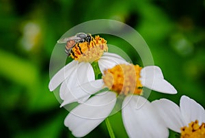 Bee pollen seeking sweet juice