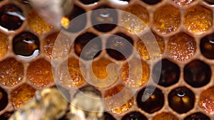 Bee pollen stored in the combs. Inside the Beehive - A honeycomb, wax cells with honey and pollen. A honey bee colony