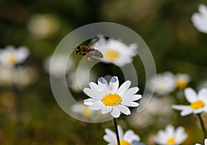 Bee with pollen.