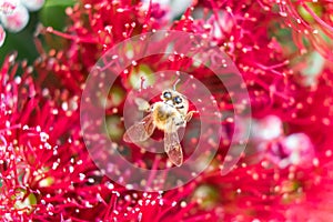 Bee with pollen on wings on red Pohutukawa flower, macro close u