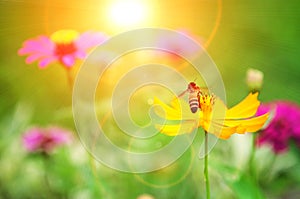 Bee on pollen of yellow flower and sun light