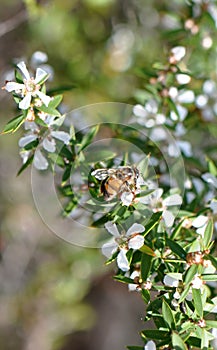 Bee pollenate the Broom Tea-tree to make Manuka Honey
