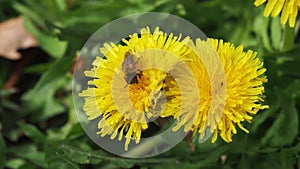 A bee pollenating a dandelion flower.