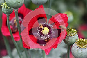 Bee pollenating red poppy with green buds